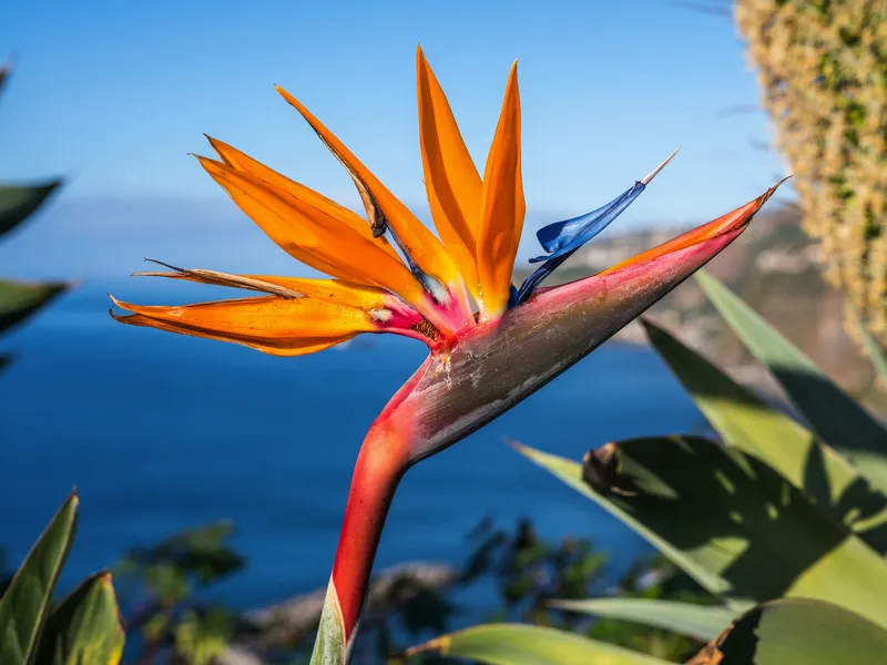 Nationalblume Madeiras
