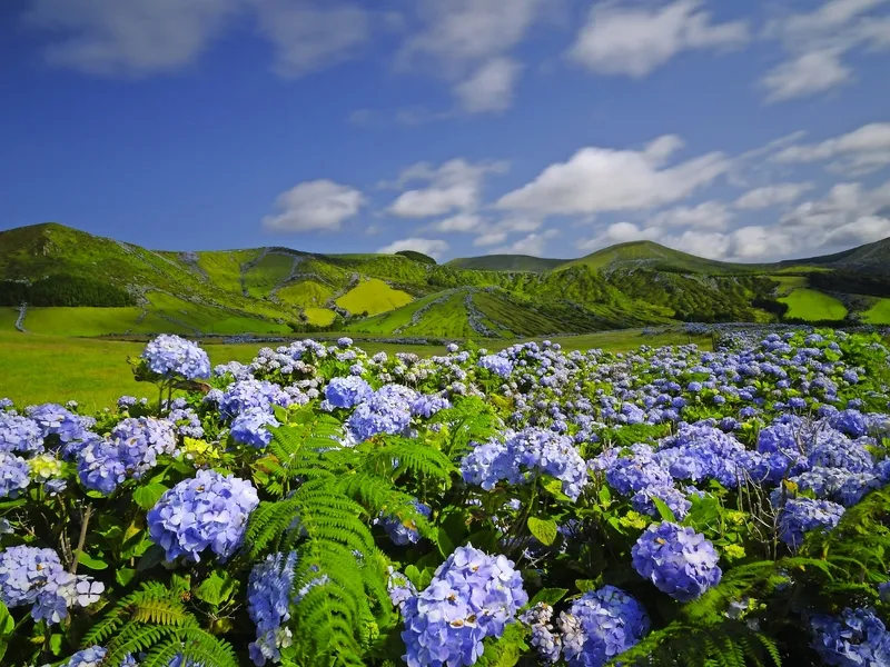 Insel Flores