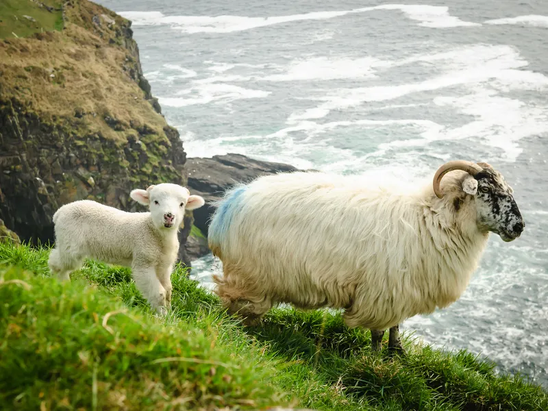 Dingle Cliffs
