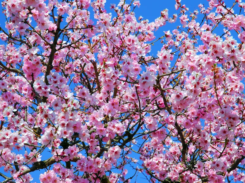 Mandelblüte