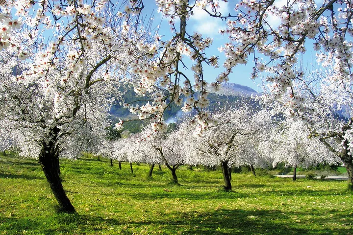 Mandelblüte