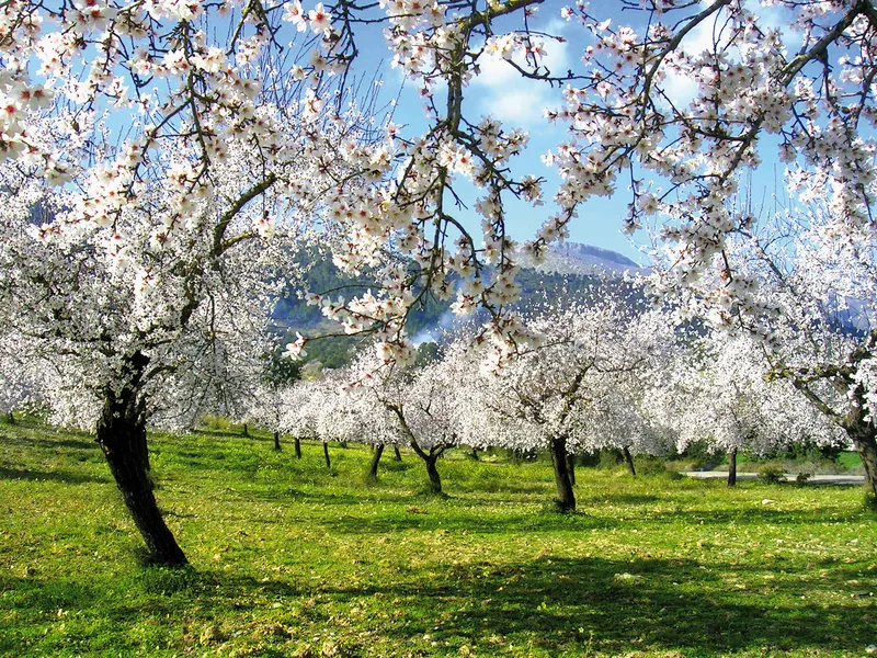 Mandelblüte