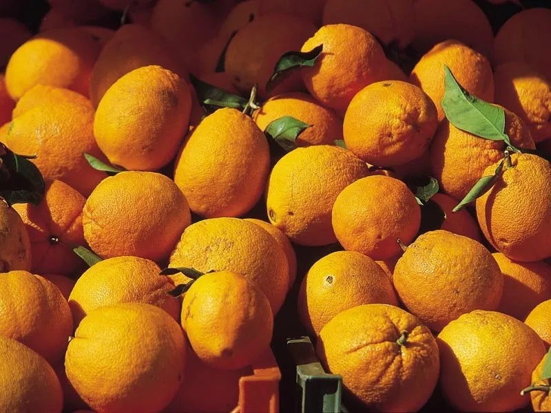 Orangenernte