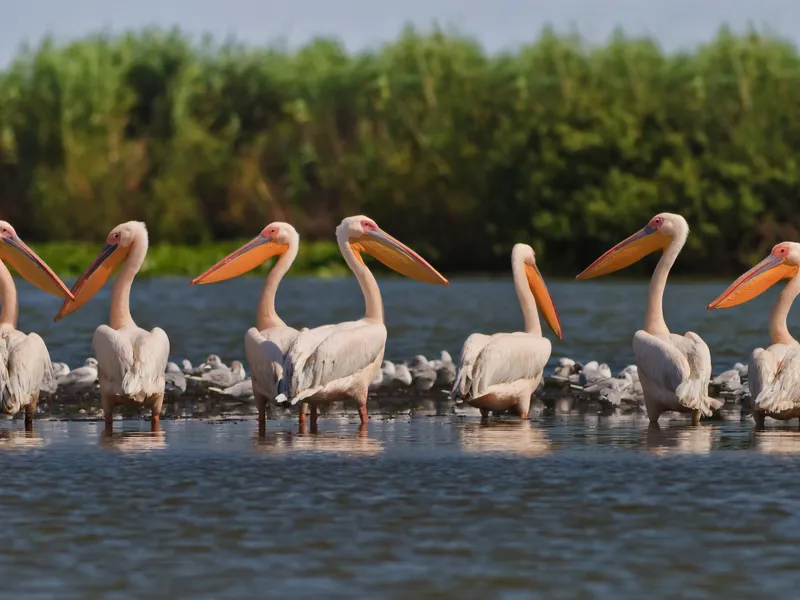 Donaudelta