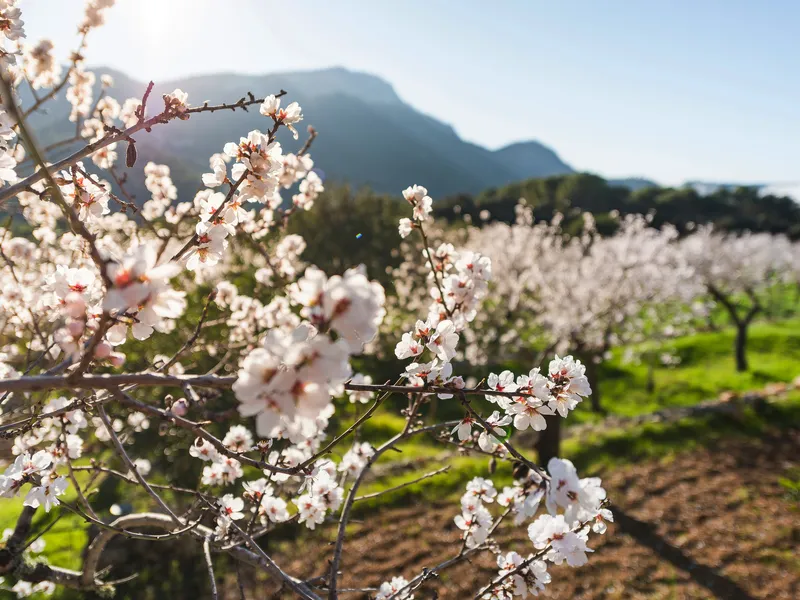 Mandelblüte