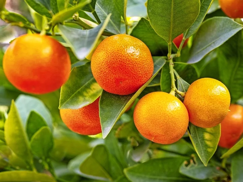Mandarinenernte in Kroatien