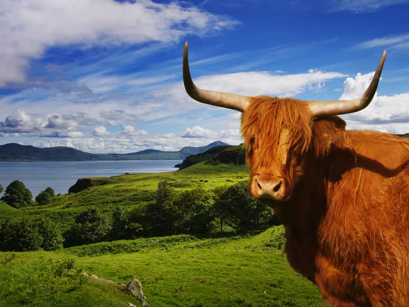 Eine Hochlandkuh vor einer grünen Landschaft mit See.