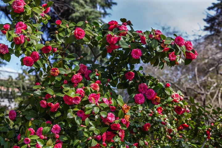 ©josevgluis - stock.adobe.com Kamelienblüte