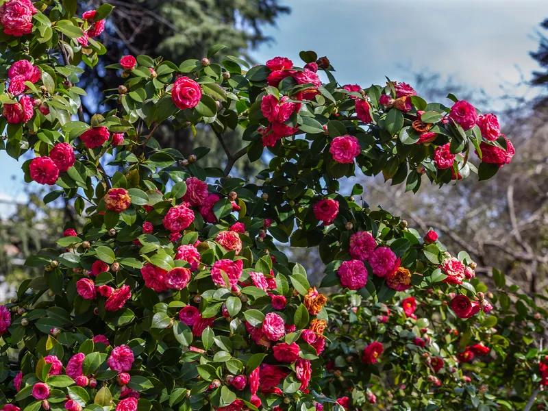 Kamelienblüte