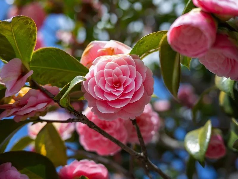 Kamelienblüte