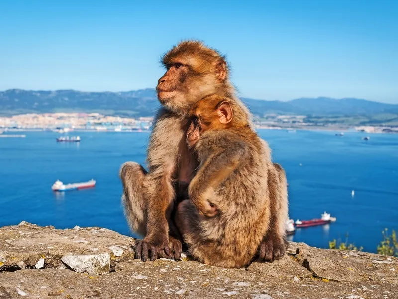 Gibraltar, Affenfelsen