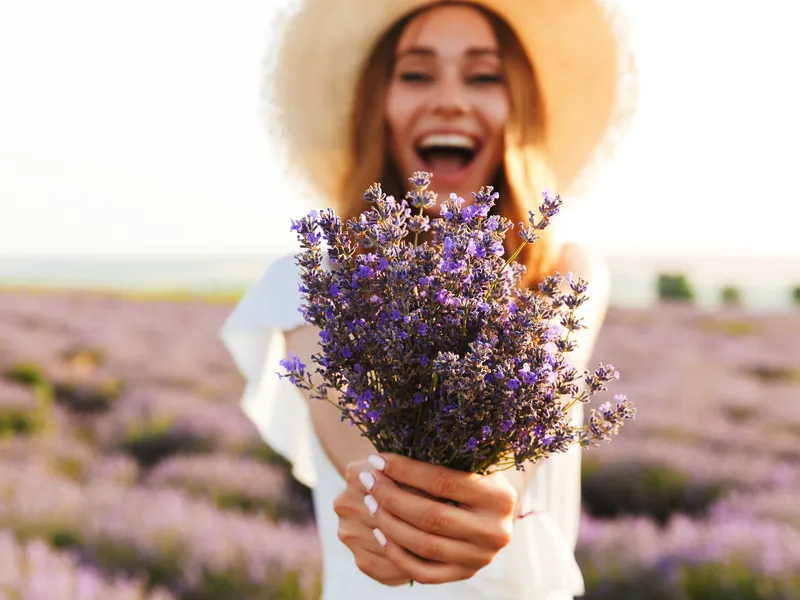 Lavendelblüte - Provence und Camargue