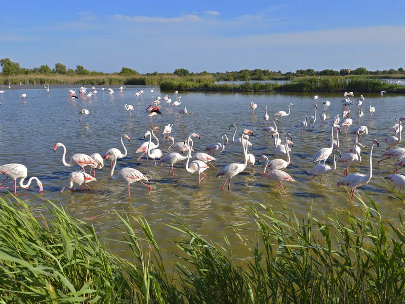 Camargue
