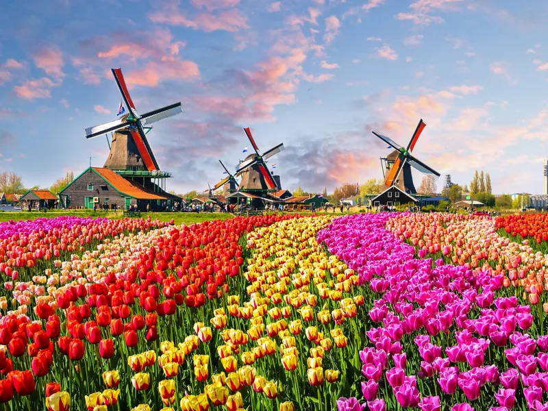 Tulpenblüte