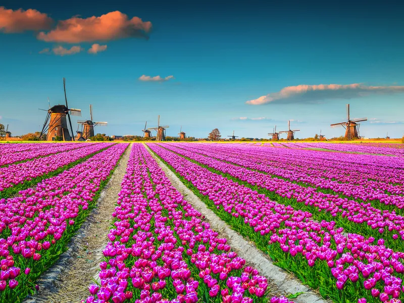 Keukenhof