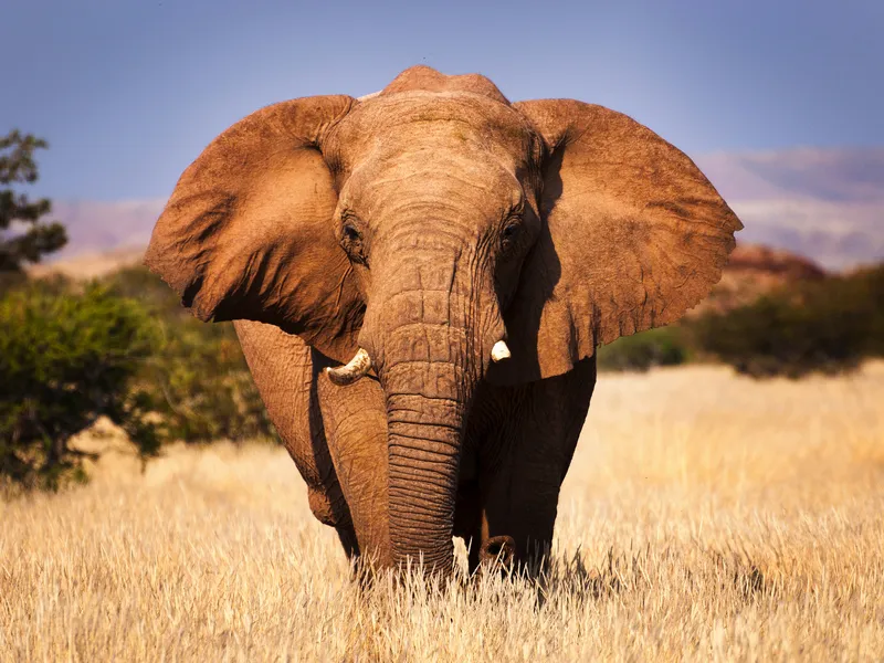 Ein Elefant läuft durch eine trockene Savannenlandschaft.