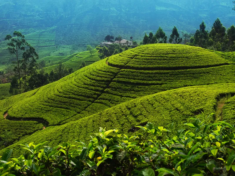 Teeplantagen
