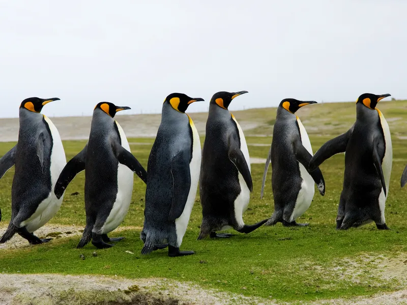 Pinguingruppe, die auf einer Wiese nahe der Küste marschiert.
