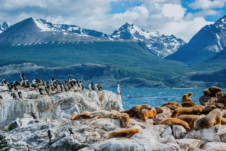 Seelöwen auf Felsen im Beagle-Kanal nahe Ushuaia, im Hintergrund schneebedeckte Berge.