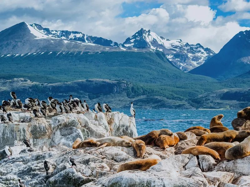 Seelöwen auf Felsen im Beagle-Kanal nahe Ushuaia, im Hintergrund schneebedeckte Berge.