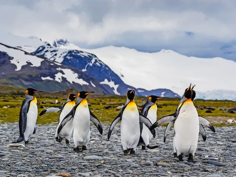 Eine Gruppe von Pinguinen auf einer steinigen Fläche vor schneebedeckten Bergen.