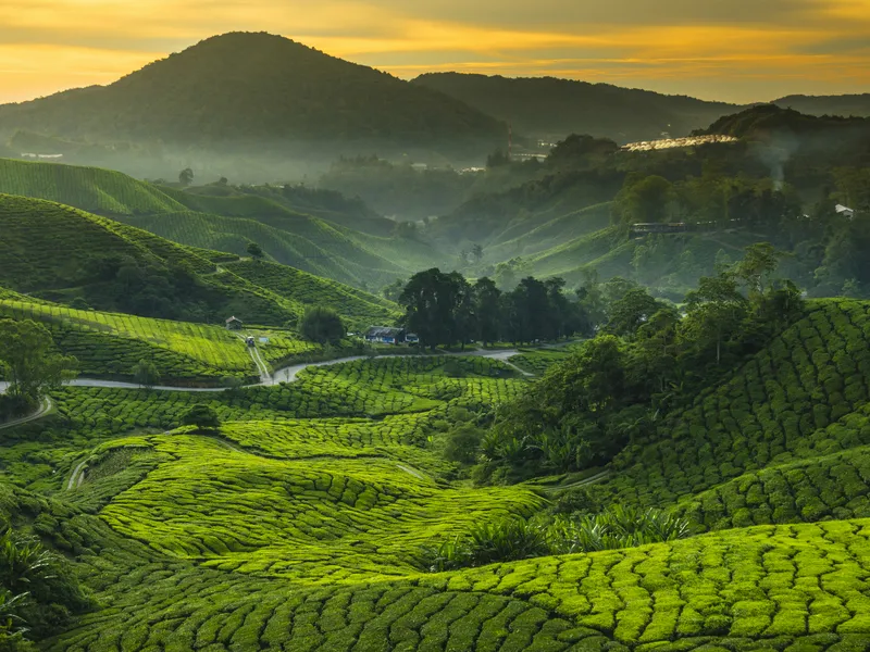 Cameron Highlands