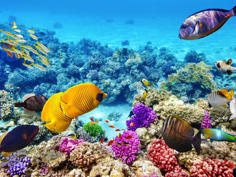 Great Barrier Reef