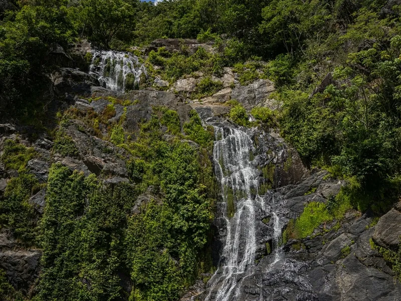 Regenwald Cairns