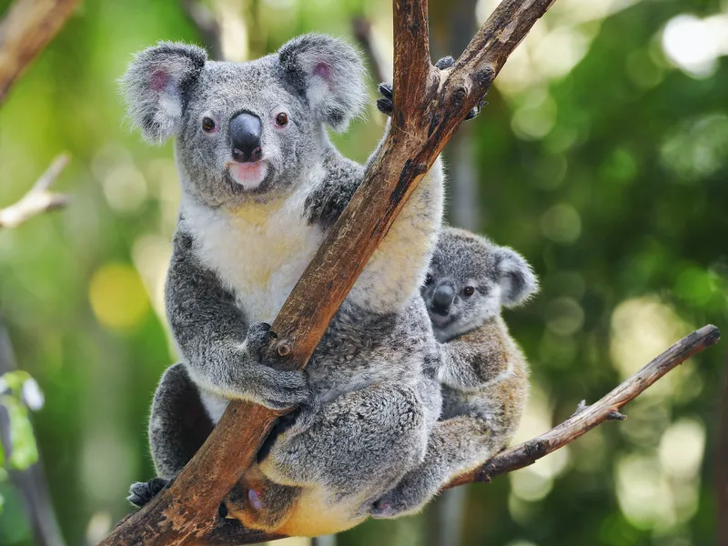 Featherdale Wildlife Park