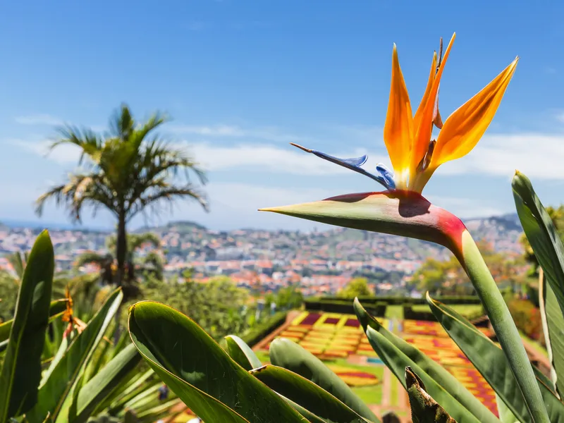 Inselträume Madeira