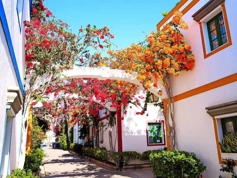 Eine bunte Gasse mit blühenden Bougainvillea.