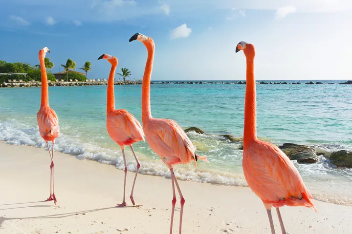 Flamingos laufen am Strand von Aruba entlang, mit dem karibischen Meer im Hintergrund.