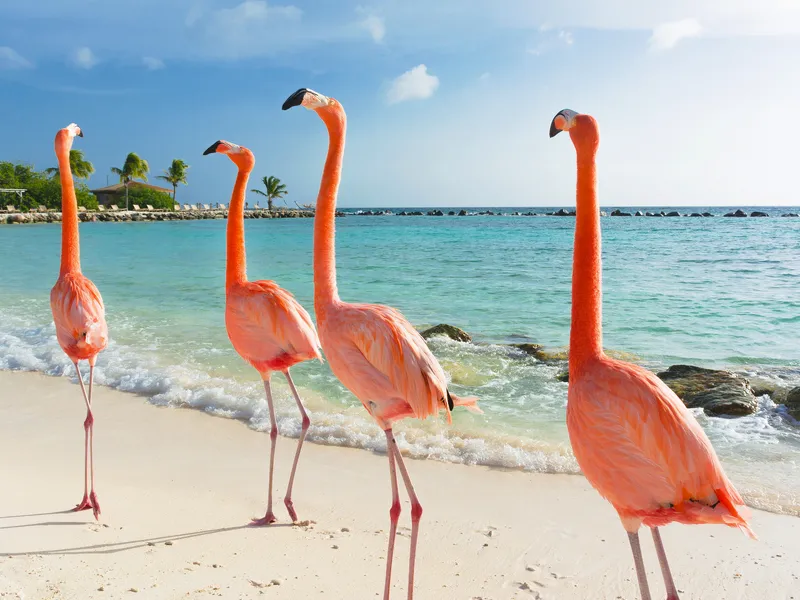 Flamingos laufen am Strand von Aruba entlang, mit dem karibischen Meer im Hintergrund.