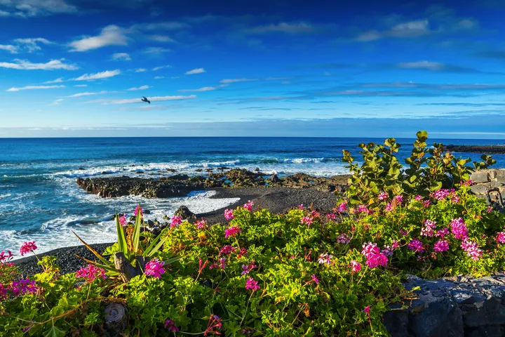 Küste mit blühenden Blumen im Vordergrund und Meer im Hintergrund.
