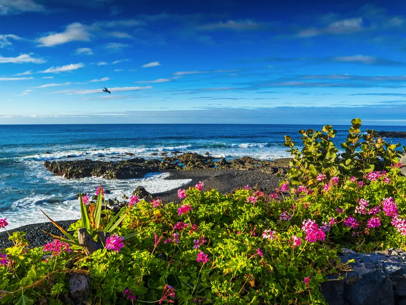Küste mit blühenden Blumen im Vordergrund und Meer im Hintergrund.