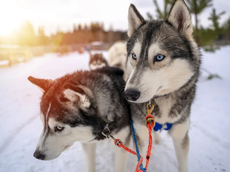 Huskies im Schnee vor einem Schlitten, vorbereitet für ein Schlittenhunderennen.