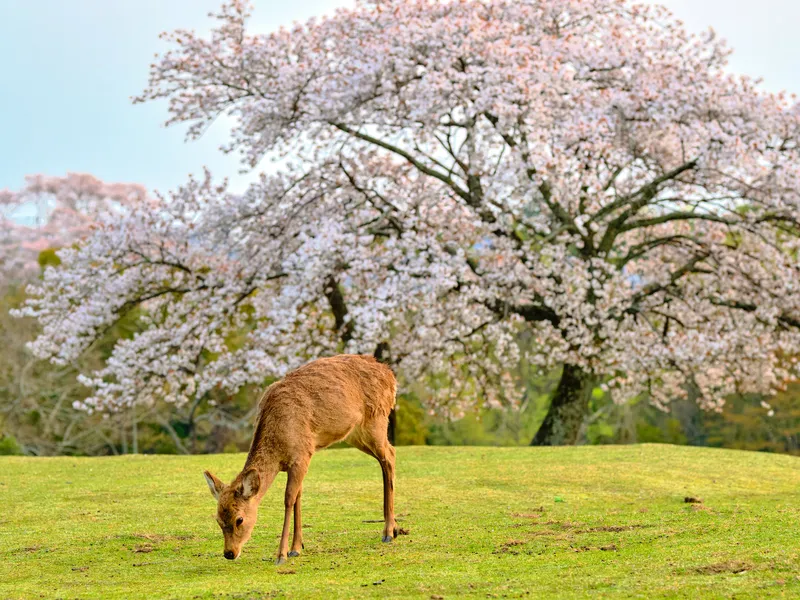 Nara