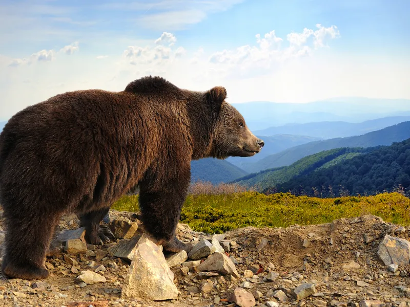 Tundra Wilderness Tour