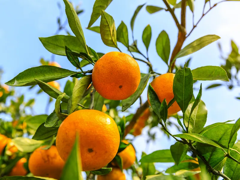 Orangenplantage